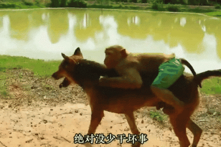惊呆猴男女狗相爱相配，真相曝光