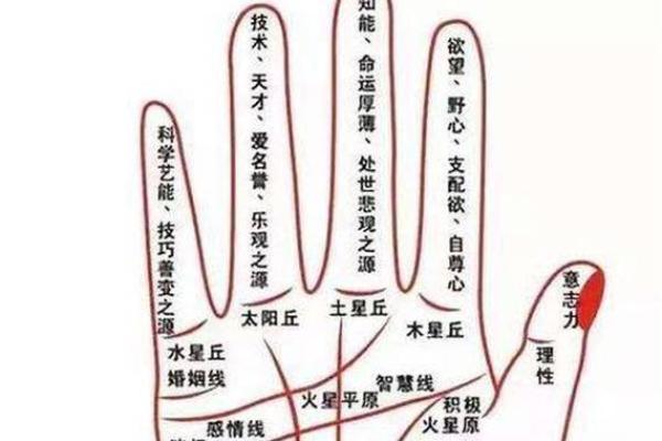 手相子女线揭秘：解读生命中的宝贝印记