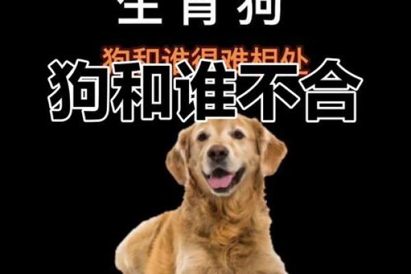 牛女狗男配对：揭秘幸福婚姻的秘诀