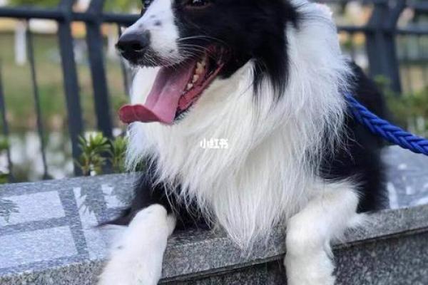 想让边牧更可爱？这些名字绝对能吸引眼球
