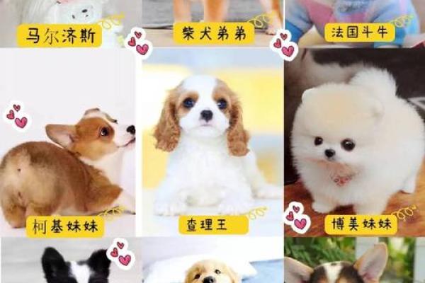 如何为比熊起取一个独特个又可爱的名字