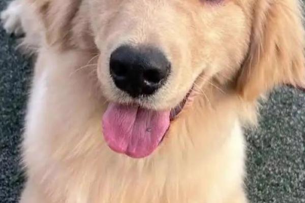 狗狗视角揭秘：面相背后的秘密