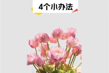 揭秘初学者必学正五行风水秘籍，助你布局家居财运亨通