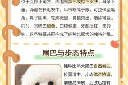 如何为比熊起取一个独特个又可爱的名字