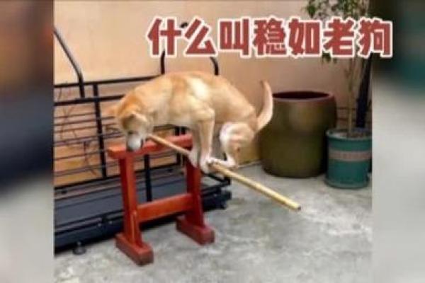 猴气冲天，金牛稳如老狗