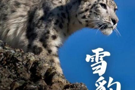 养命之源：揭秘我国不可或缺的神奇动物