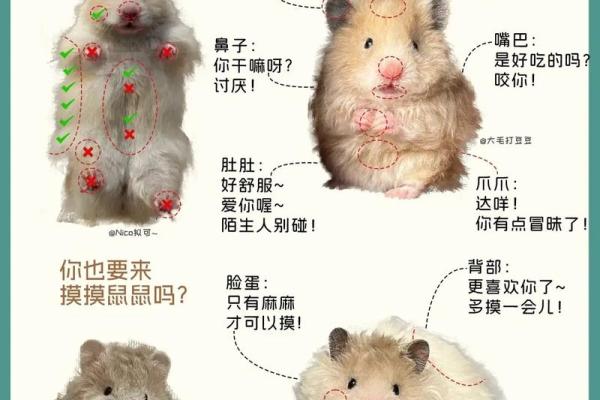 鼠鼠相吸大揭秘：属鼠的完美伴侣在这里
