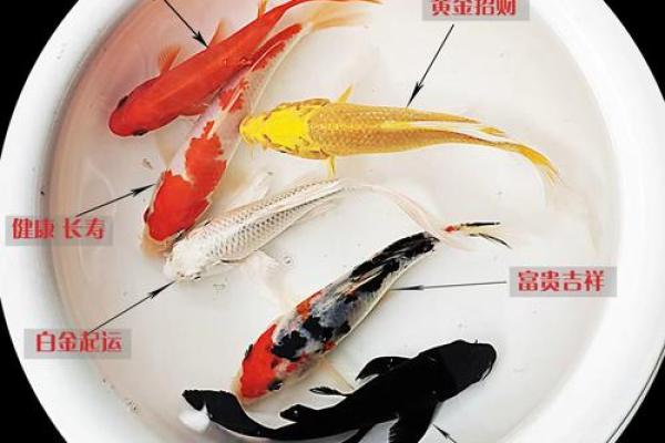 风水鱼：家居风水必备神器，提升运势的水中风水大师