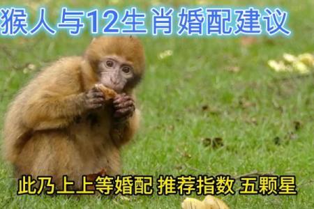 猴马天生一对？生肖婚配大揭秘