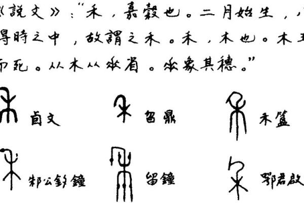 禾属于五行属什么？探秘五行中的禾字玄机