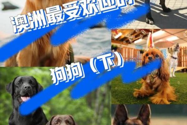 选择澳洲贸易公司名字的关键要素与灵感
