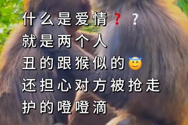 传统与现代的完美结合：龙猴姻缘，爱情新典范