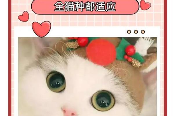 给猫咪起名字的技巧，轻松选择让它与众不同的名字