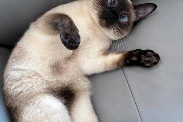 给猫咪起名字的技巧，轻松选择让它与众不同的名字