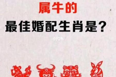属牛女配属龙男：揭秘绝佳配对背后的奥秘
