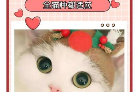 给猫咪起名字的技巧，轻松选择让它与众不同的名字