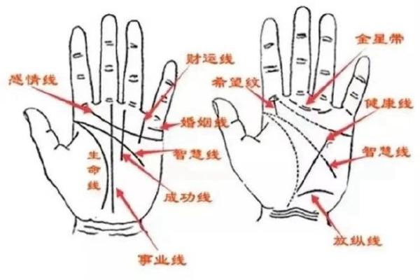 五指透露天机揭秘手相中的运势密码