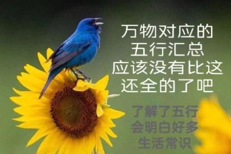 五行与颜色的完美结合，让你轻松调和生活