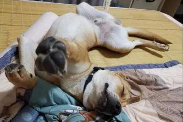 爆笑男牛女狗配对大揭秘，原来它们是这样相爱的