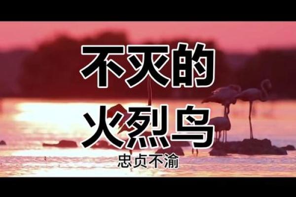 火鸡45载，命运非凡，揭秘火命真谛
