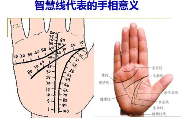 右手手相揭秘：揭秘女性智慧线的奥秘，让你的运势翻倍