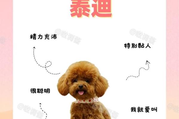 创意泰迪名字大集合，宠物主必看
