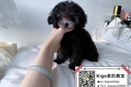 泰迪狗起名大揭秘，打造专属萌宠