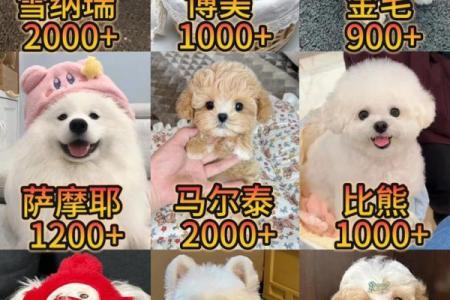 从可爱到霸气，给泰迪狗选个完美名字