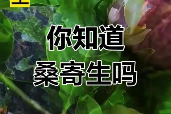 桑拓木木命：揭秘神秘植物背后的神奇力量