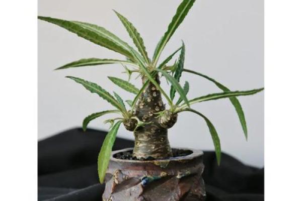 桑拓木木命：揭秘神秘植物背后的神奇力量