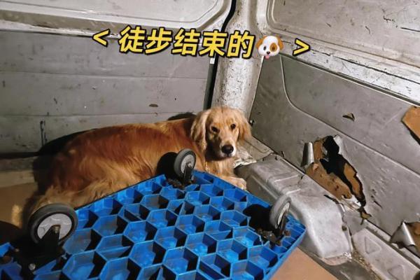 狗与马配对揭秘：真的相配还是纯属凑巧？