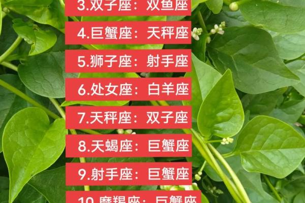 金牛水瓶配对大揭秘：看这对星座如何演绎爱情与友谊的佳话