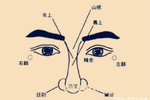 鼻子决定富贵，揭秘鼻子形状与命运的神秘联系