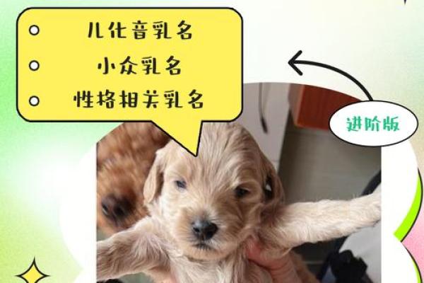 给泰迪起名，轻松选出最萌名字！
