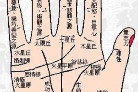 揭秘：手相奥秘，左手右手哪个更准？