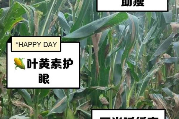 玉米五行属性揭秘，竟与这些元素息息相关