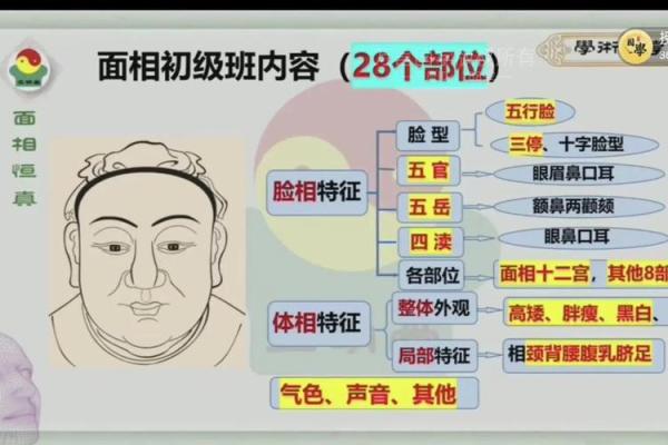 面相揭秘：学历高低一眼辨，揭秘你的智慧层次