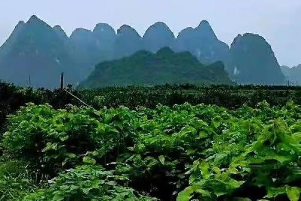 一招识真龙，揭秘风水大师不传之秘