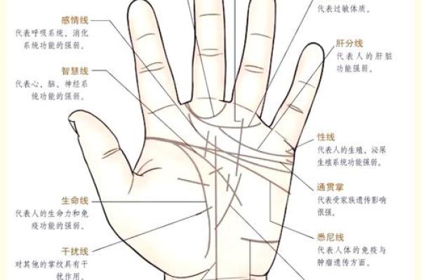 揭秘女字纹手相的秘密：女性魅力与运势的惊人预示