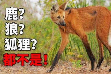 猪狗相配还是相冲？揭秘动物界的神秘配对之谜