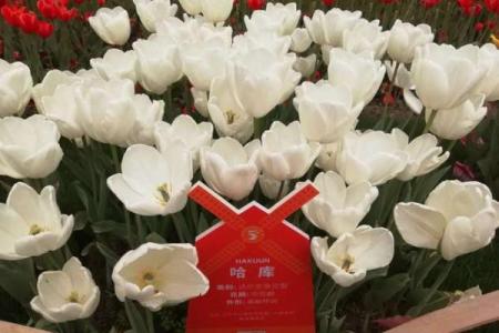 路名背后隐藏的智慧，你了解多少？