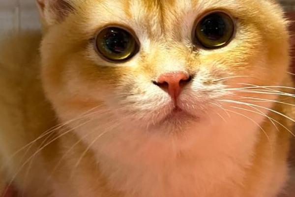 猫咪也有星座？揭秘喵星人的神秘命运