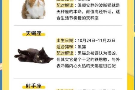猫咪也有星座？揭秘喵星人的神秘命运