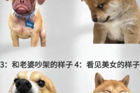 猛虎柔情，犬马精神：揭秘虎狗婚姻的甜蜜秘诀