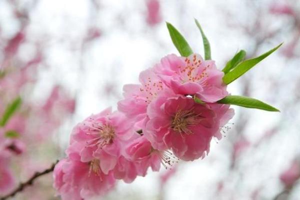 子时桃花命：揭秘深夜绽放的神秘魅力