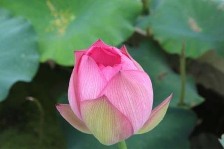 子时桃花命：揭秘深夜绽放的神秘魅力