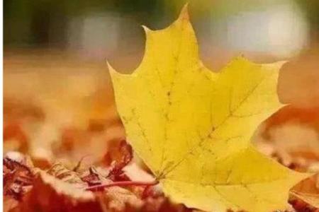 命理月照柳梢格破解你的人生难题