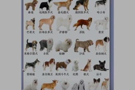 从动物到品牌：如何选择完美的动物名字