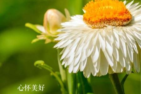荣花女命：揭秘命运中的神秘花朵，你的命运之花是什么？