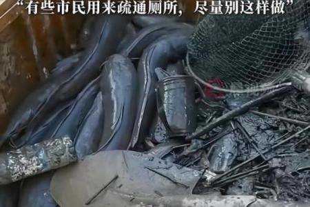 鲶鱼入局，揭秘风水界的神秘力量